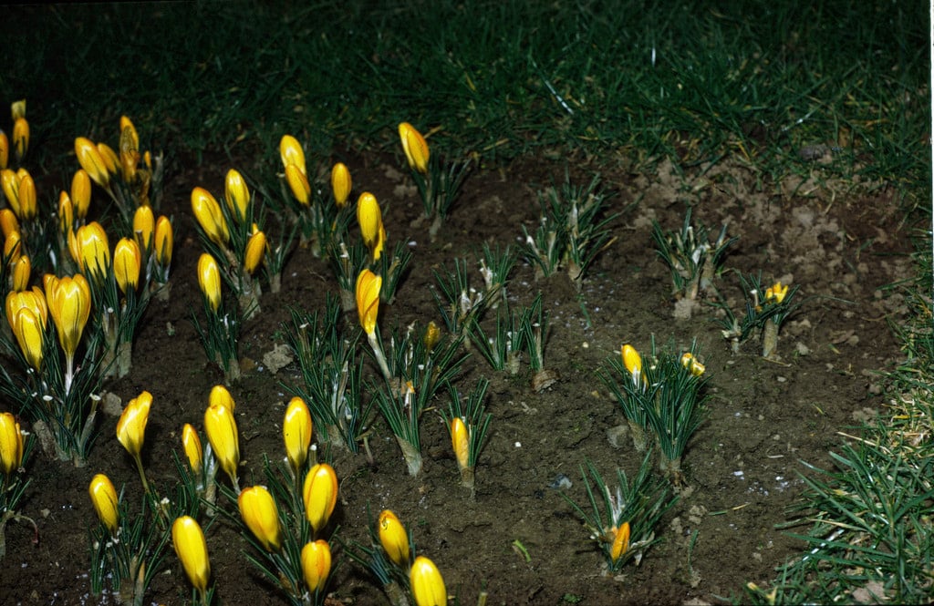 Rhs Rabbits Rabbits in Gardens: Deterrent Tips | RHS Advice