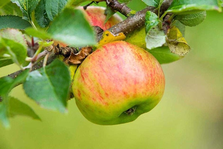 Buy apples at RHSplants.co.uk