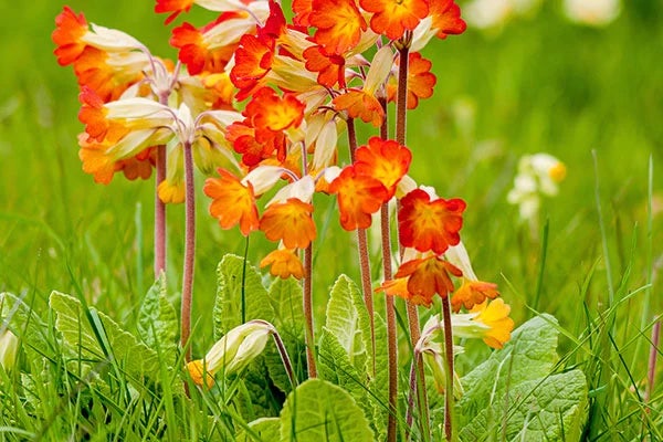 Primula / RHS Plant Guide