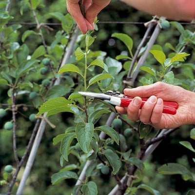 Pruning plums