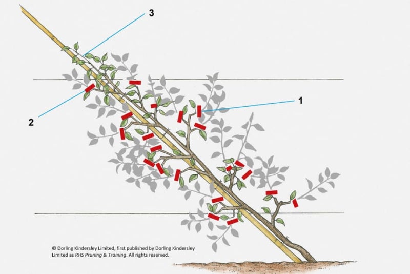 Apples and pears: starting a cordon | RHS Advice