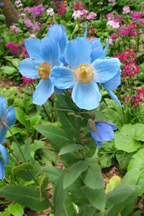 Meconopsis | RHS Advice