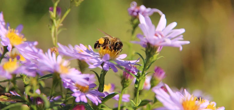 Top 12 plants for autumn pollinators
