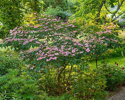 How to plant a shrub