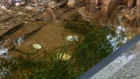 Thumbnail for slide 3
