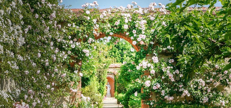 Fabulous rose gardens