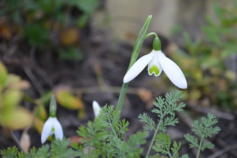 Surprising snowdrop