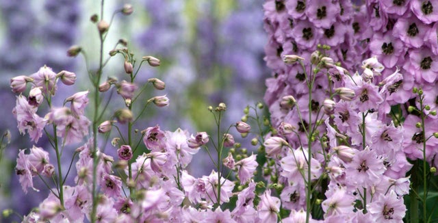 Introducing... delphiniums