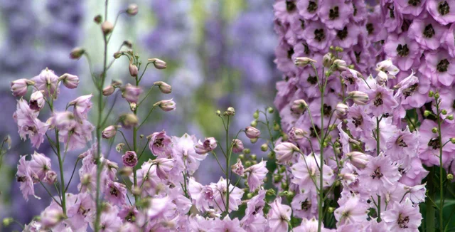 Introducing... delphiniums