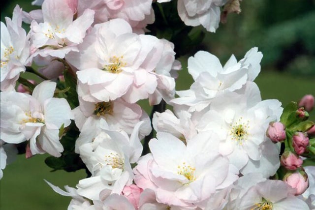 Prunus 'Amanogawa'