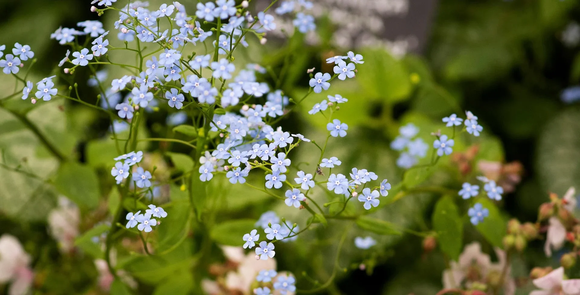 Brunnera / RHS Plant Guide