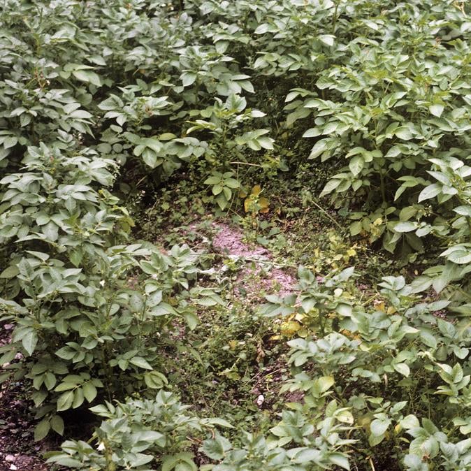 Potato cyst nematodes