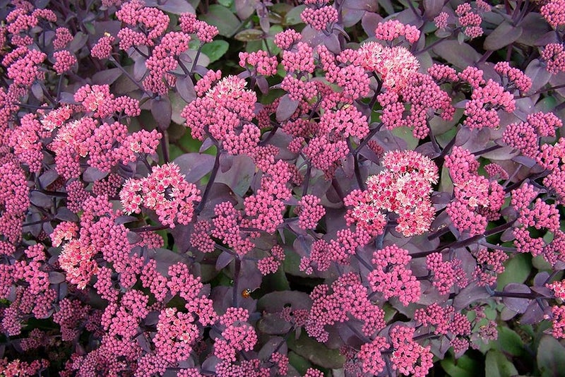 Bold blooms
