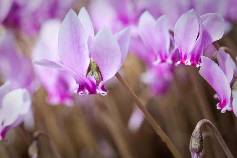 Adaptable cyclamen