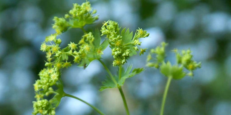 Buy alchemillas from RHSplants.co.uk