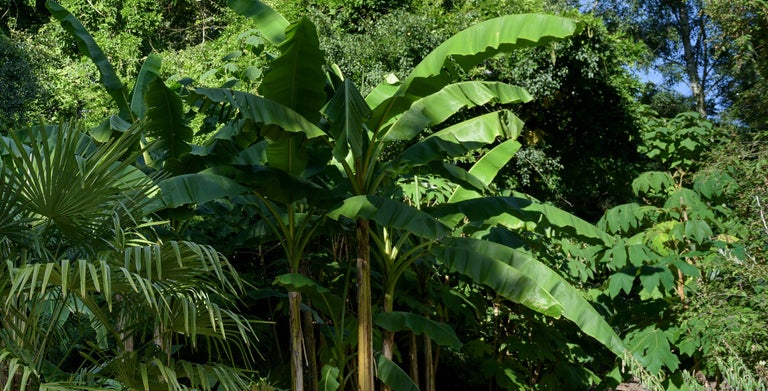 Buy bananas from RHSplants.co.uk
