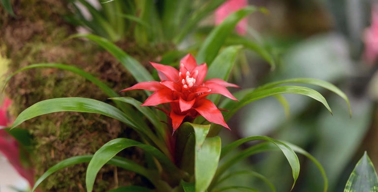 Bromeliads