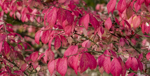 Discover deciduous euonymus