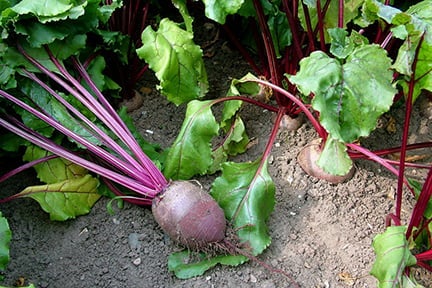 Superfoods from your garden