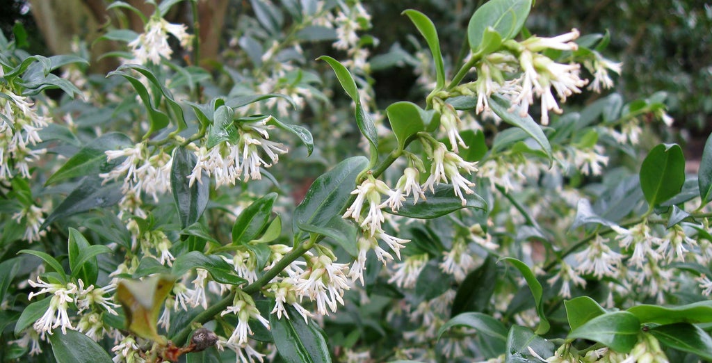 Sarcococca / RHS Plant Guide