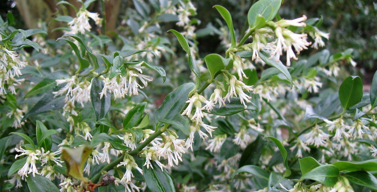 Sarcococca Rhs Sarcococca / RHS Plant Guide