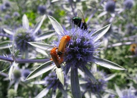 Pollinating Plants Rhs How gardeners can help pollinators | RHS Advice