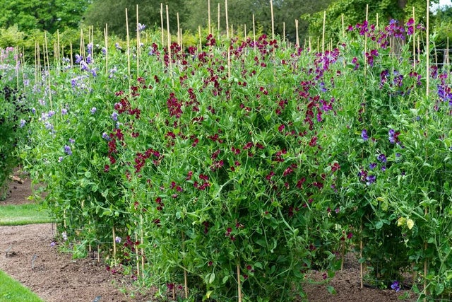 <i>Laythryus</i> (sweet pea) trial results