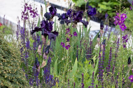 Article: 8 star plants of RHS Chelsea 2026