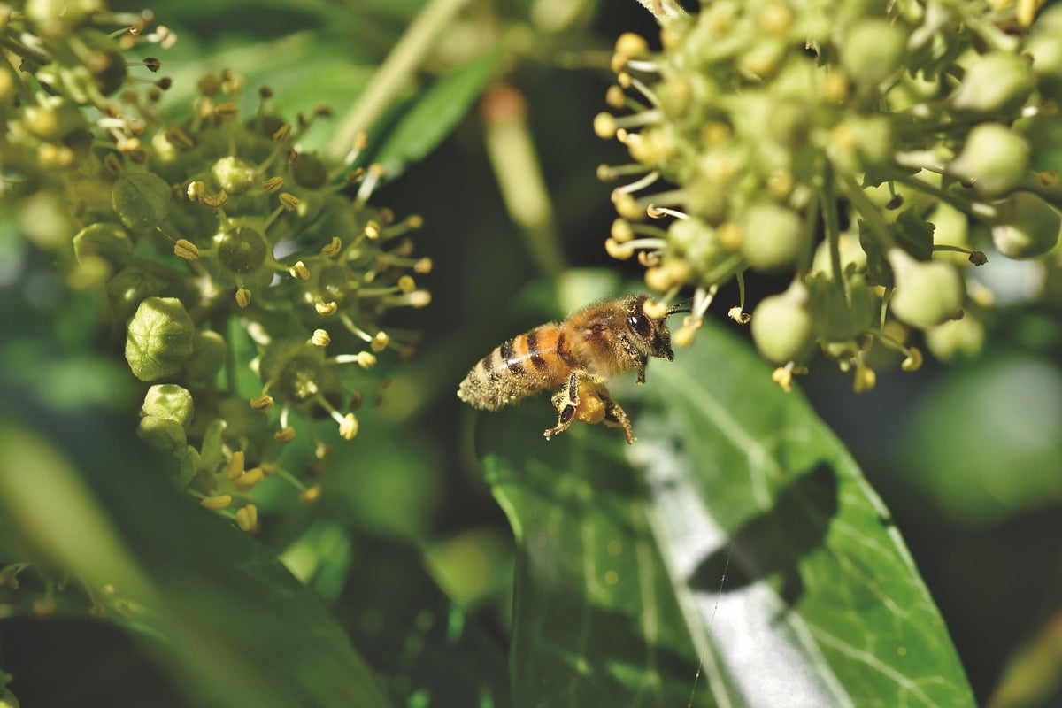 An ivy bee, Colletes hederae, flying towards ivy flowers