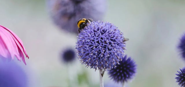Learn more about being biodiversity positive