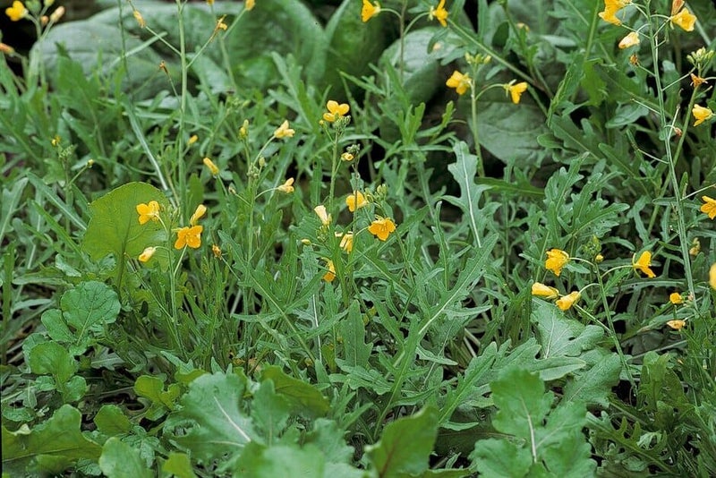 How to grow rocket | RHS Guide