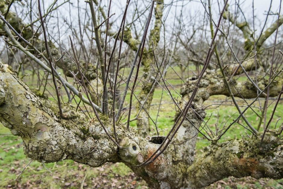 Heavy pruning stimulated growth of numerous watershoots ©RHS\Jonna Kossak