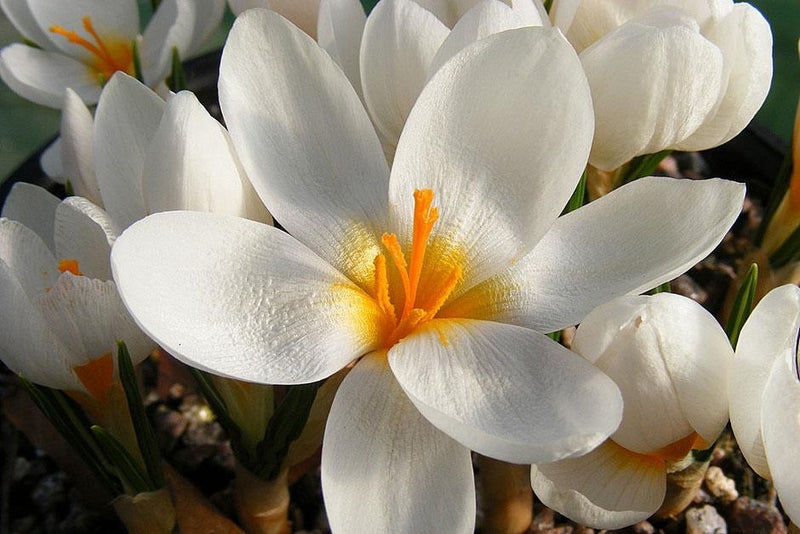 Plantsman’s favourite