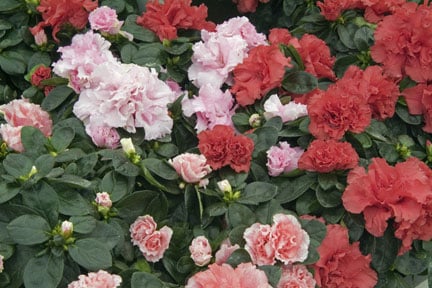 Azalea Rhs Tender ferns / RHS Plant Guide
