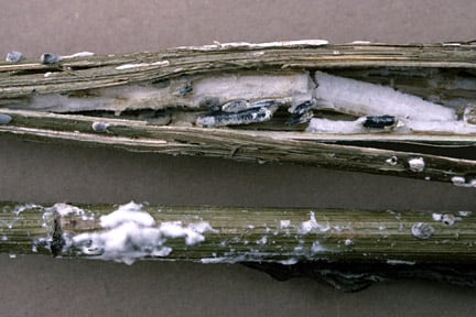 Sclerotinia disease