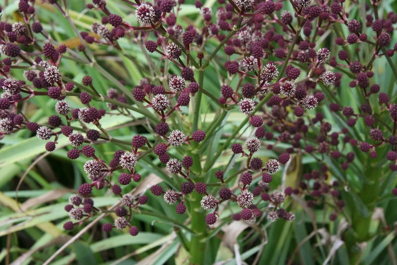South American sea holly