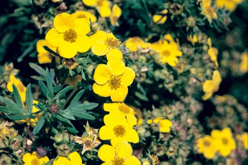 Flowers from spring to autumn
