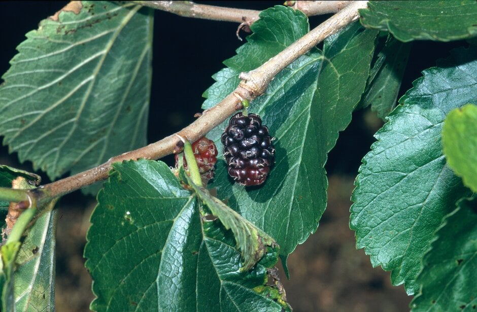 <em>Morus nigra</em>