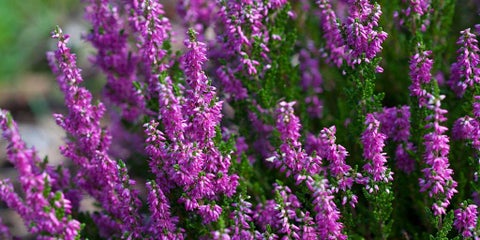 Calluna (Heather) / RHS Plant Guide