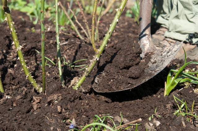 How and what to feed plants