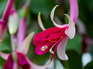Fuchsia / RHS Plant Guide