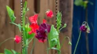 Thumbnail for slide 3
