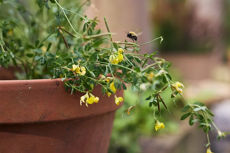 4. Lotus corniculatus (bird’s foot trefoil)