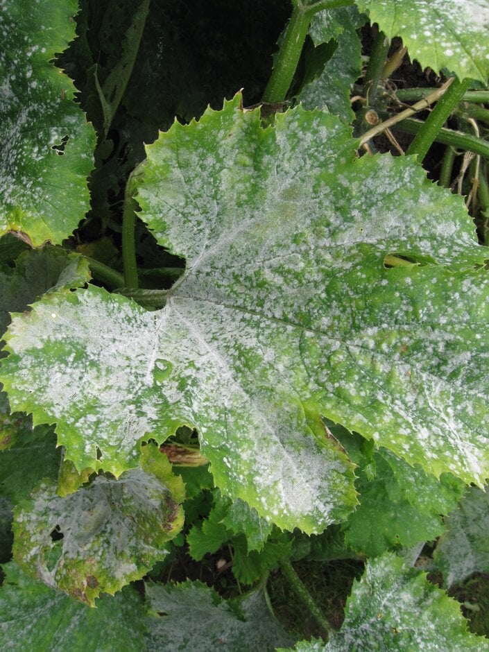 Curcubit Rust Fuchsia rust: Symptoms, Causes & Control | RHS Advice