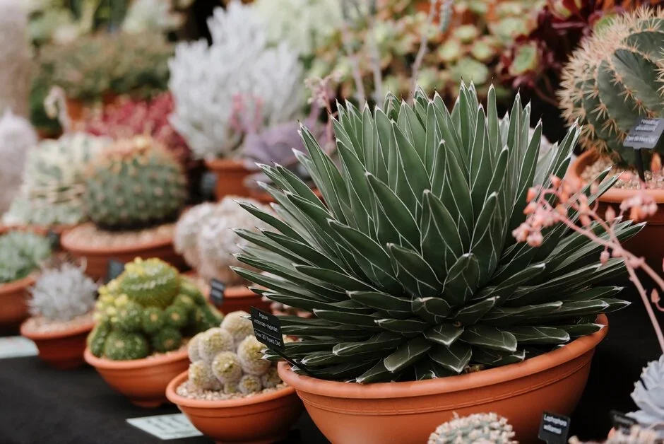 Ottershaw Cacti