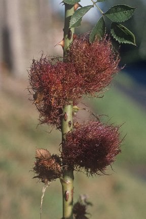Robin's pin cushion (rose bedeguar gall)