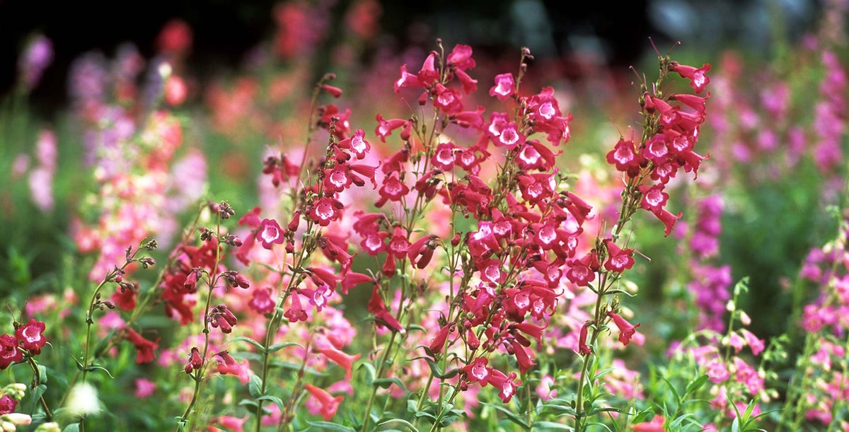 Penstemon Rust Penstemon / RHS Plant Guide