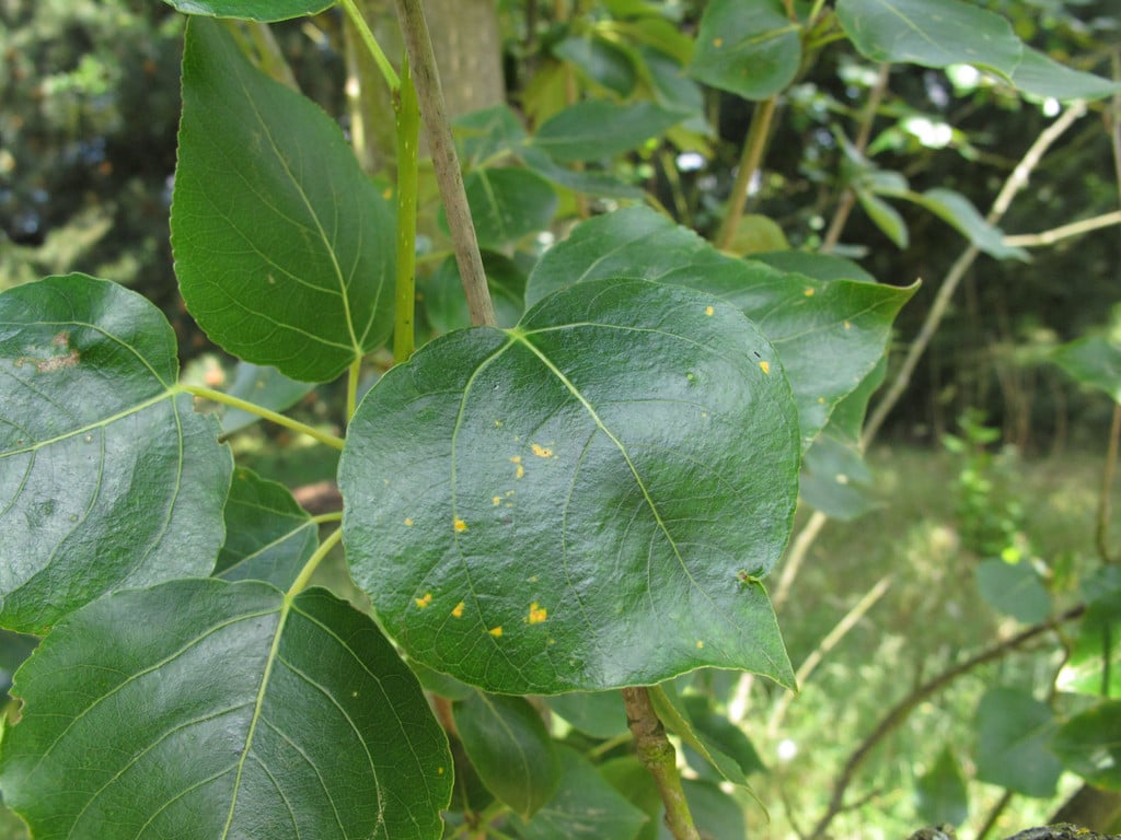 Tree Rusts: Spotting & Treating | RHS Advice