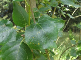 Tree Rusts: Spotting & Treating | RHS Advice