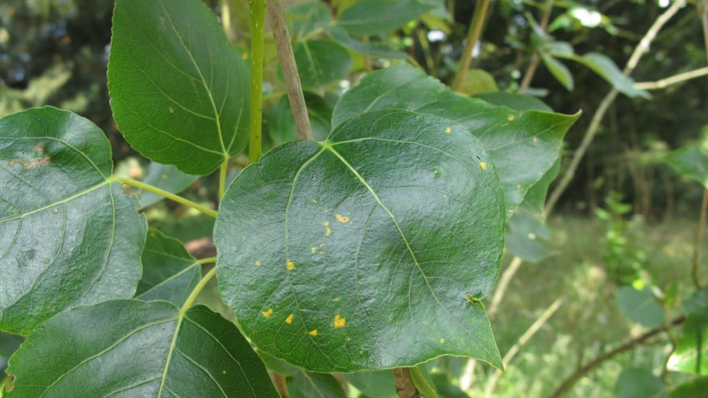 Rust Tree Australia Rash Tree Rusts: Spotting & Treating | RHS Advice